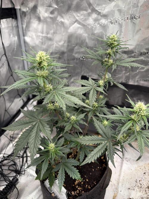 Papaya Cookies Auto. Week 4