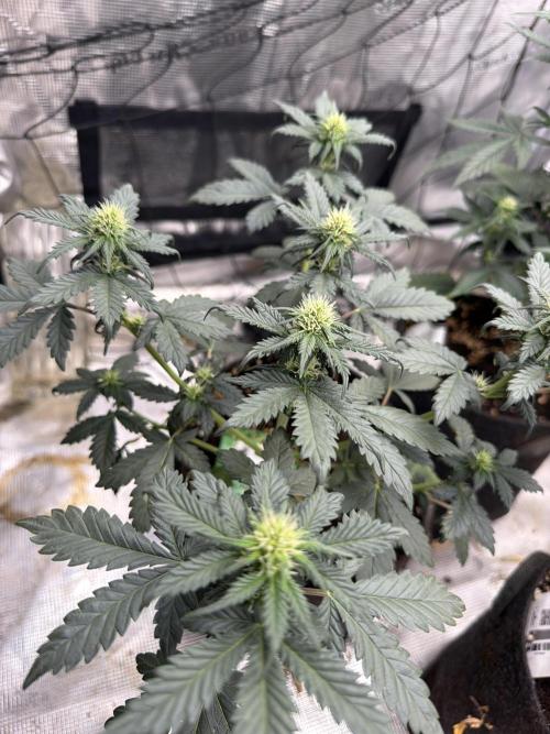 Tropicana Cookies Auto. Week 4
