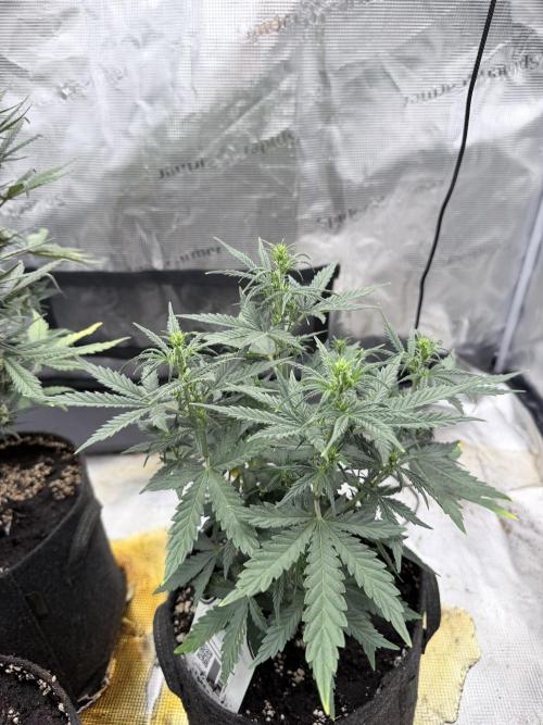 Gorilla Cookies Auto. Week 4