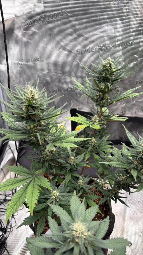 Papaya Cookies Auto. Week 5