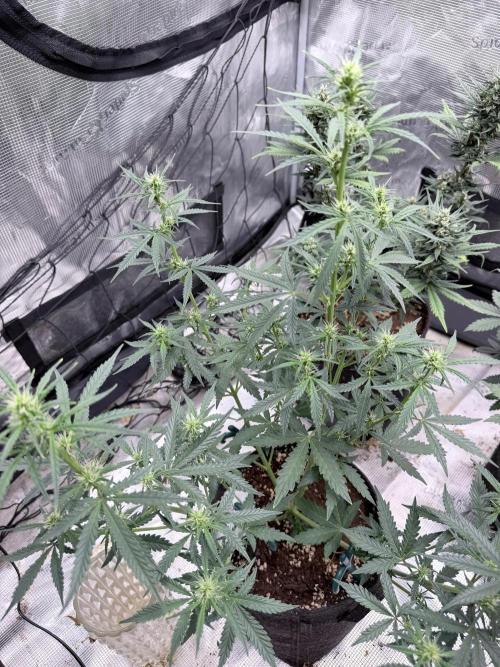 Gorilla Cookies Auto. Week 5