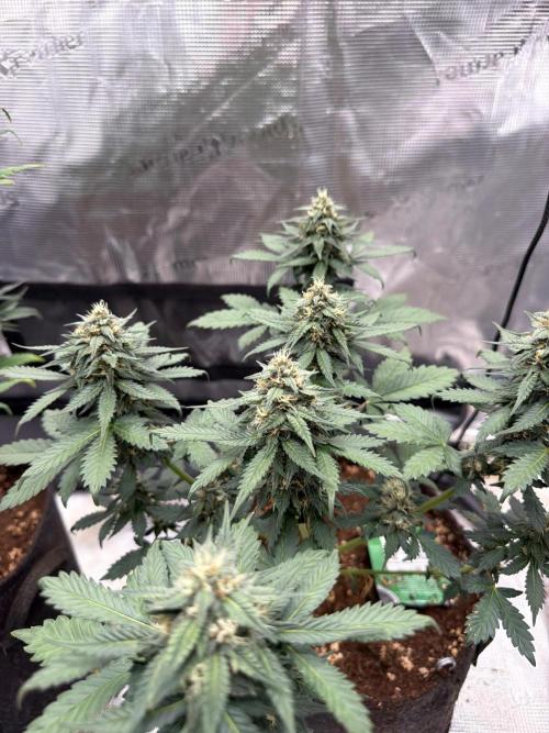 Tropicana Cookies Auto. Week 6