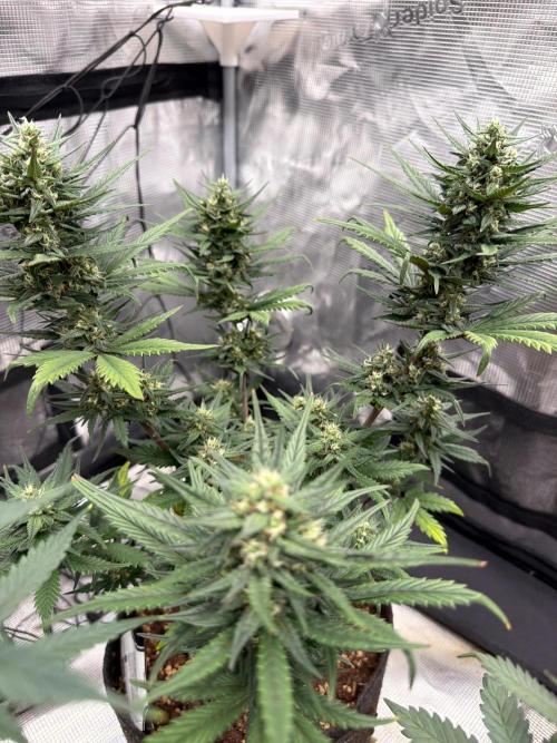 Papaya Cookies Auto. Week 6