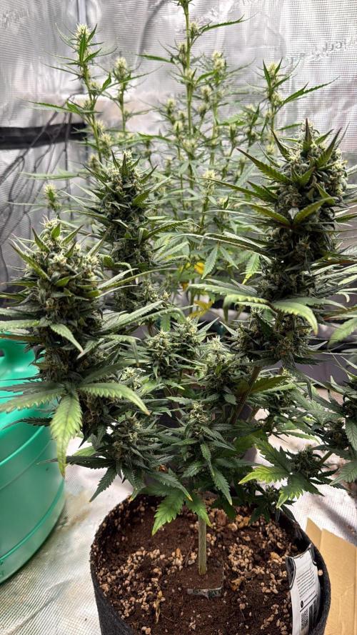 Papaya Cookies Auto. Week 7