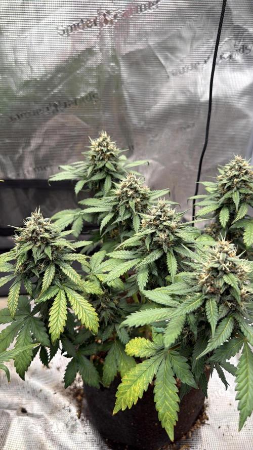 Tropicana Cookies Auto. Week 7