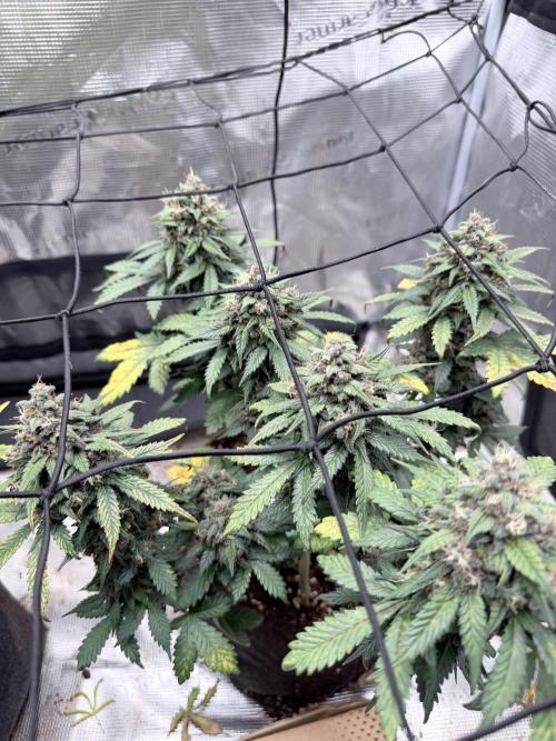 Tropicana Cookies Auto. Week 8