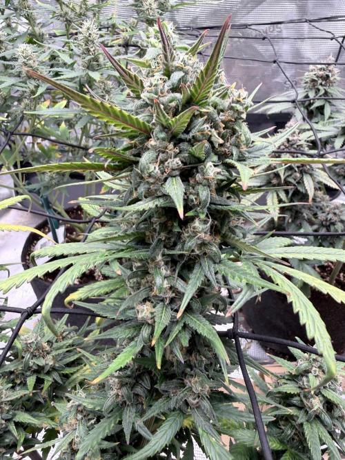 Papaya Cookies Auto. Week 8