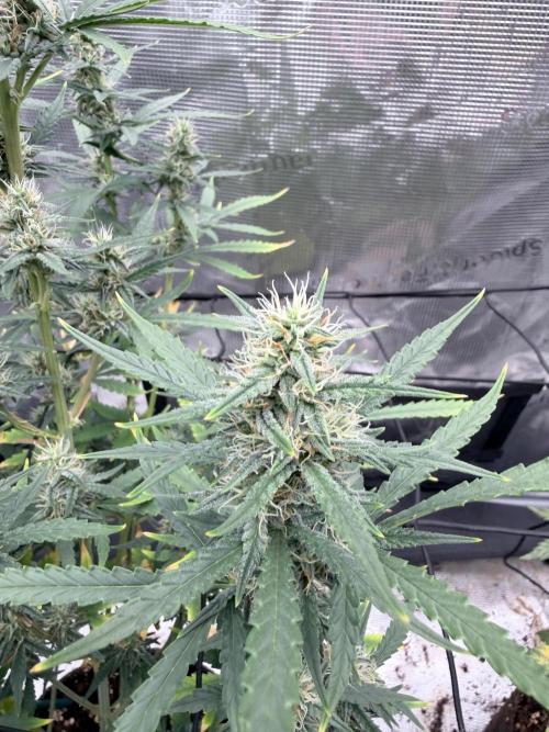 Eivanov. Week 7