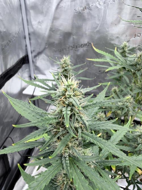 Gorilla Cookies Auto. Week 7