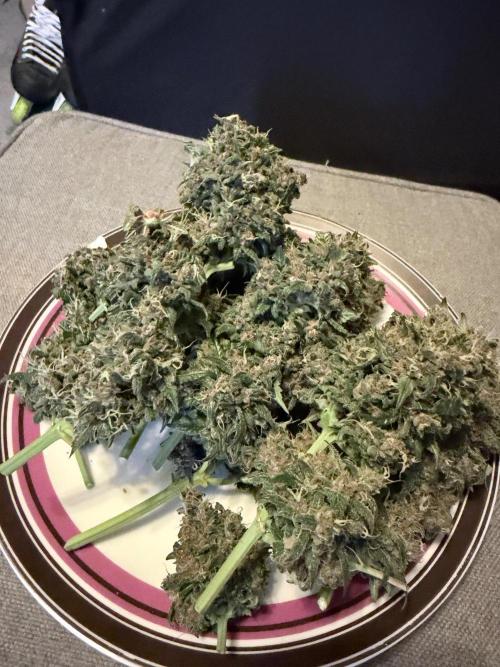 Tropicana Cookies Auto. Week 10