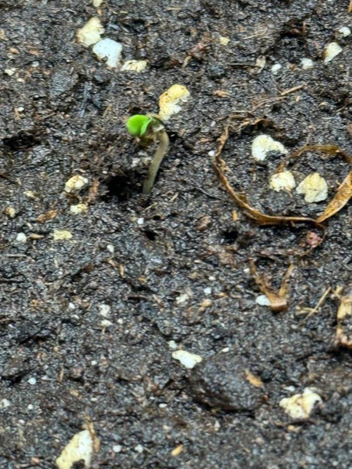 Jeylo die erste. Week 0