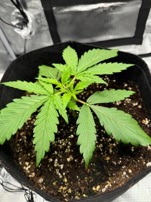 Gorilla Auto. Week 2