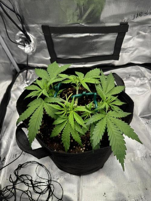 Gorilla Auto. Week 3