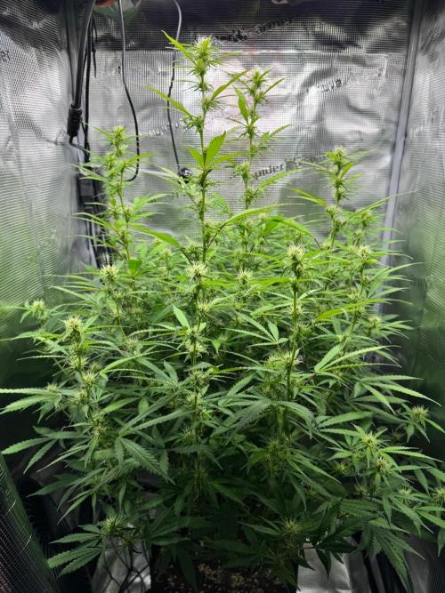 Gorilla Auto. Week 6