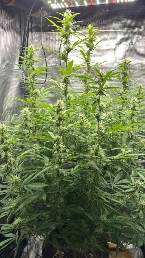 Gorilla Auto. Week 7