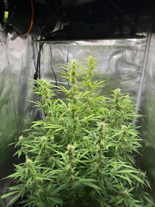 Gorilla Auto. Week 8