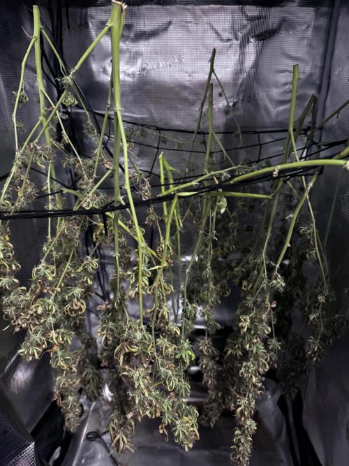 Gorilla Auto. Week 10