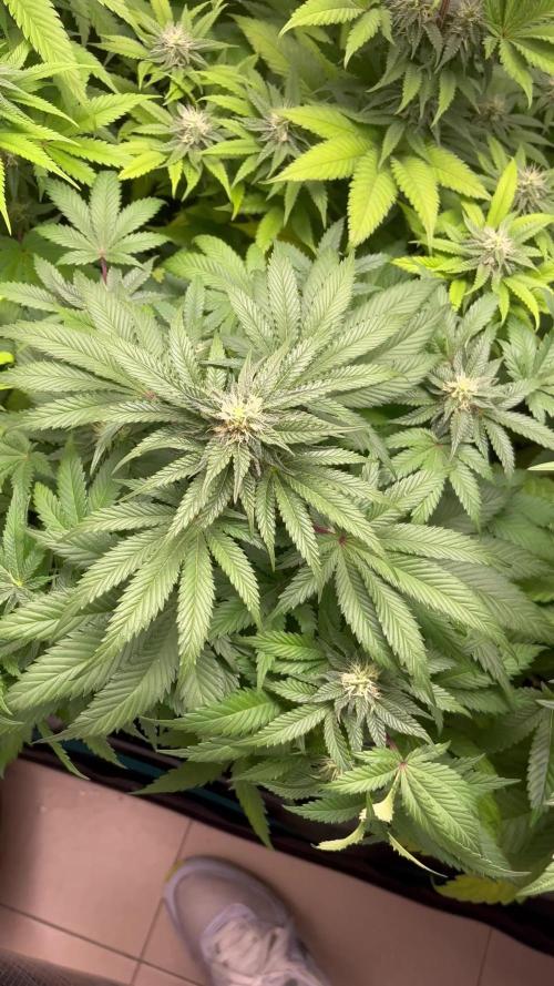 Pink Runtz. RoyalQueenSeeds 