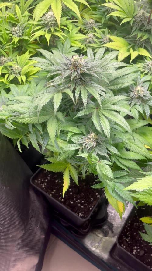 Pink Runtz. RoyalQueenSeeds 
