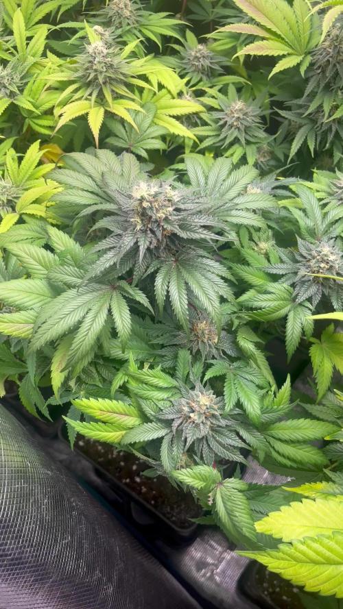 Pink Runtz. RoyalQueenSeeds 