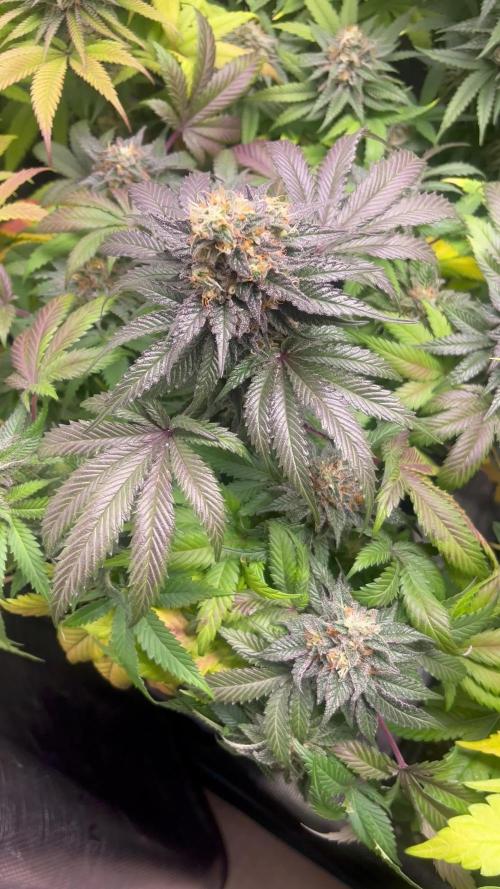Pink Runtz. RoyalQueenSeeds 