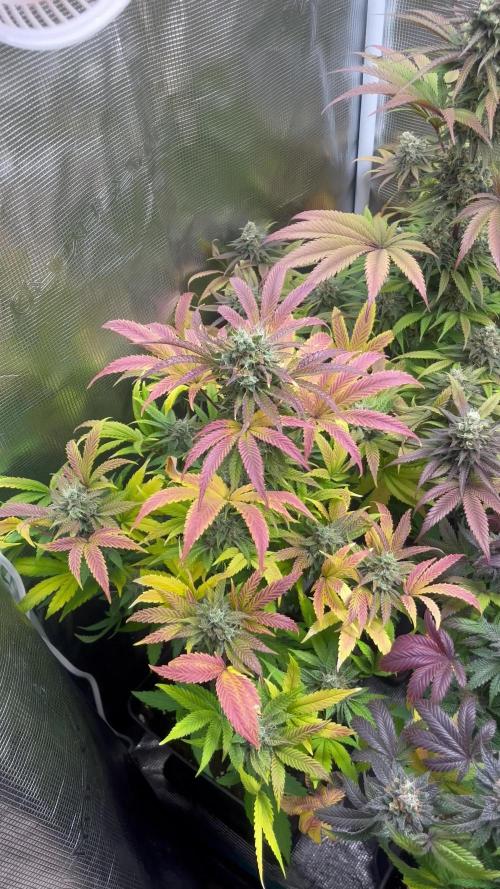 Pink Runtz. RoyalQueenSeeds 