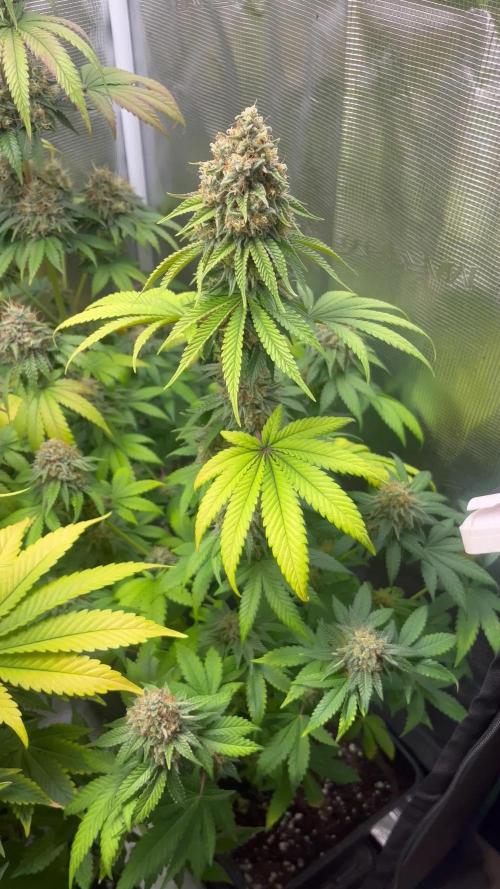 Panty Punch. Seedstockers