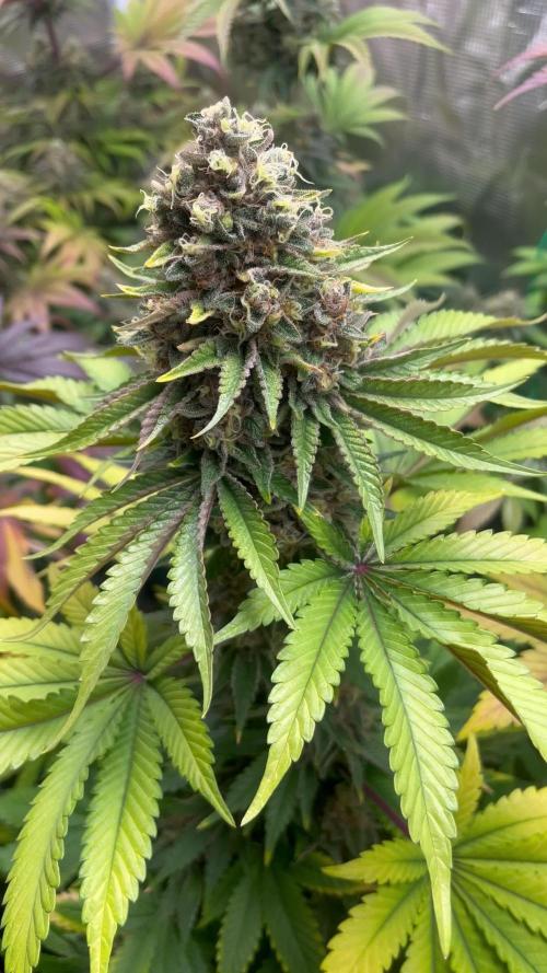 Amaretto Tarmac. SeedStockers 