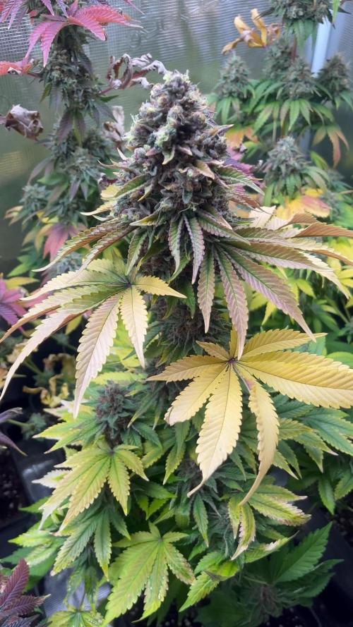 Amaretto Tarmac. SeedStockers 