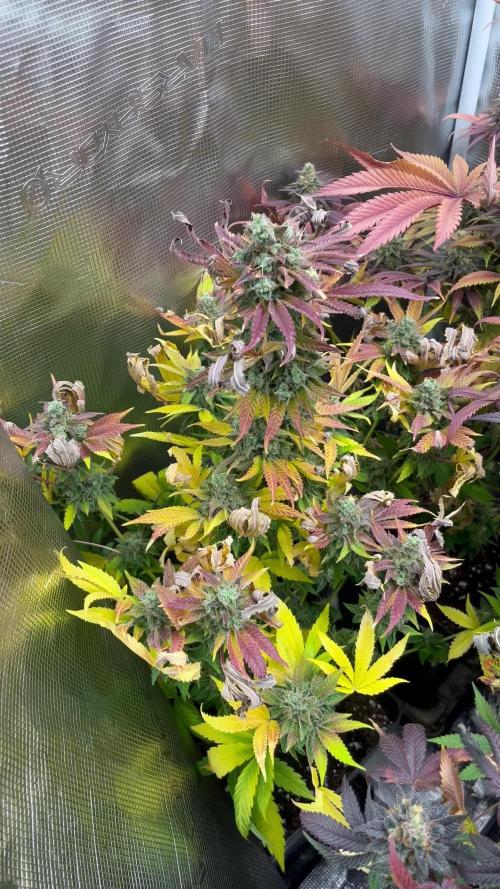 Pink Runtz. RoyalQueenSeeds 