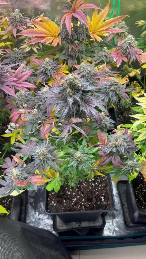 Pink Runtz. RoyalQueenSeeds 