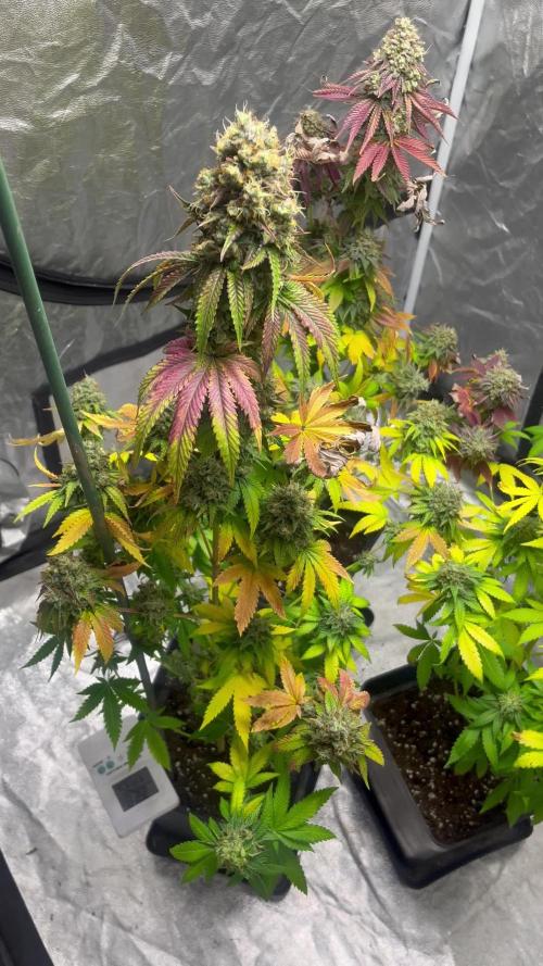 Panty Punch. Seedstockers