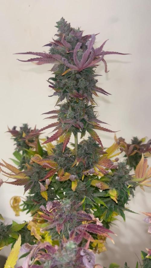 Pink Runtz. RoyalQueenSeeds 