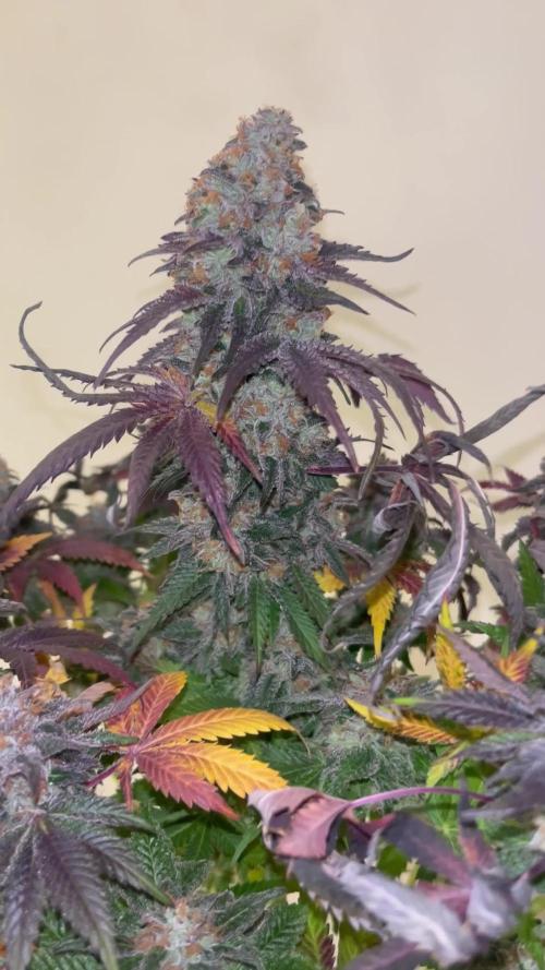 Pink Runtz. RoyalQueenSeeds 
