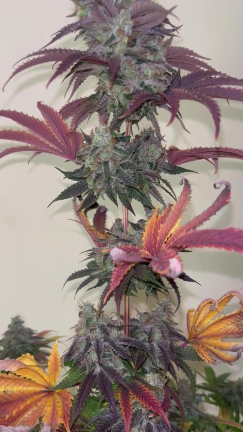 Pink Runtz. RoyalQueenSeeds 