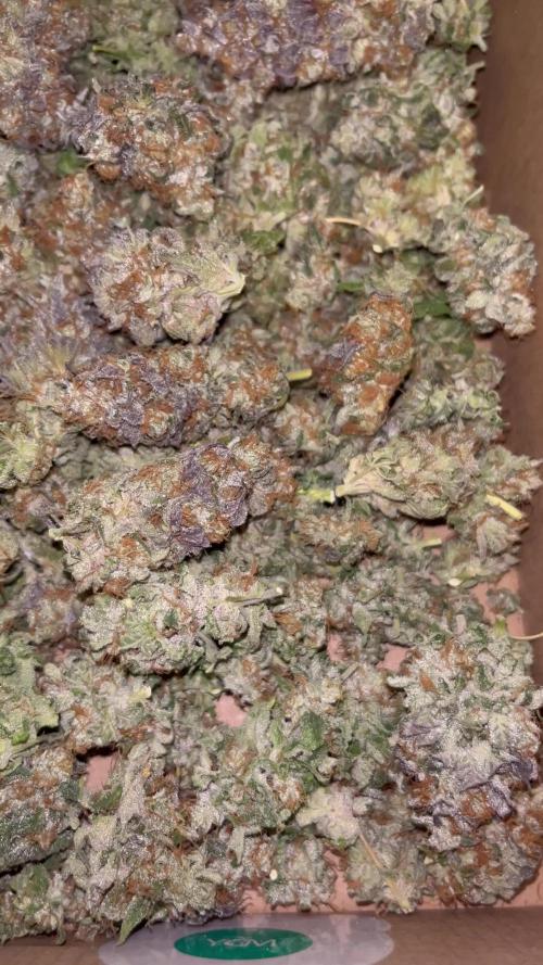 Pink Runtz. RoyalQueenSeeds 