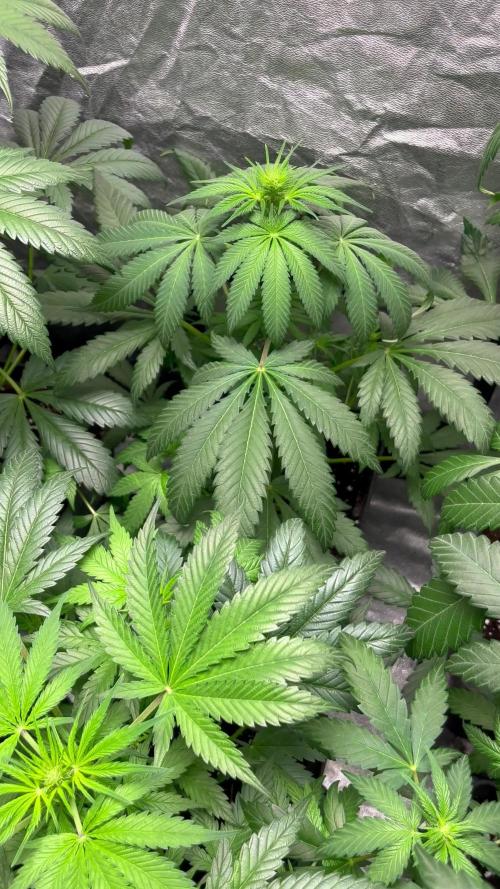 Papaya Zoap F1. Sweetseeds