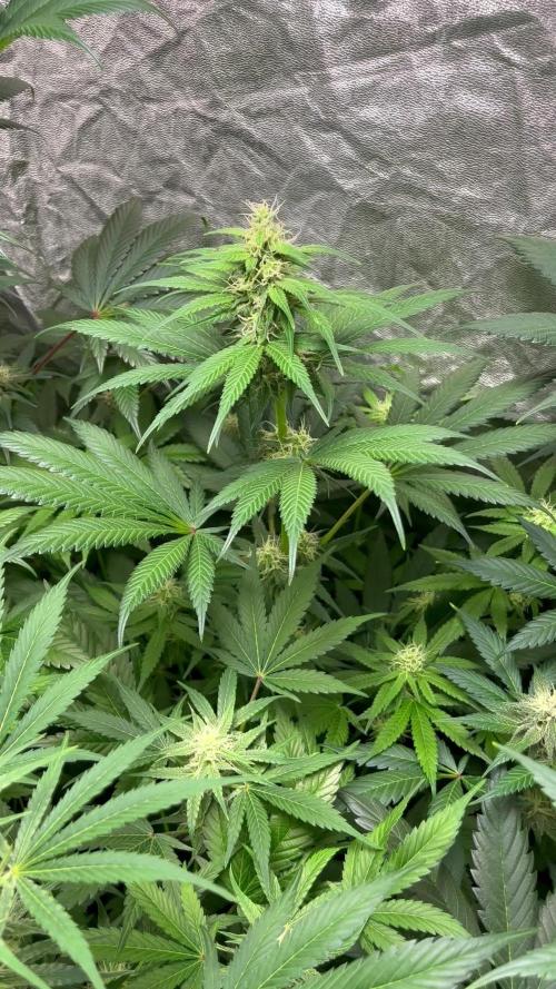 Papaya Zoap F1. Sweetseeds