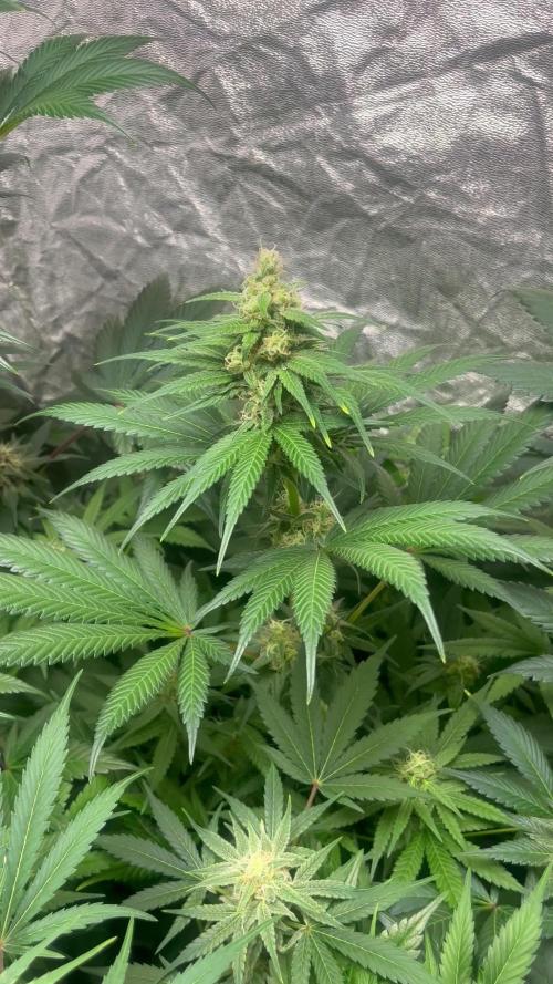 Papaya Zoap F1. Sweetseeds