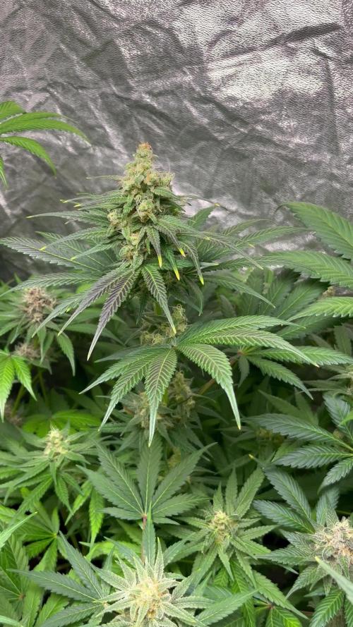 Papaya Zoap F1. Sweetseeds