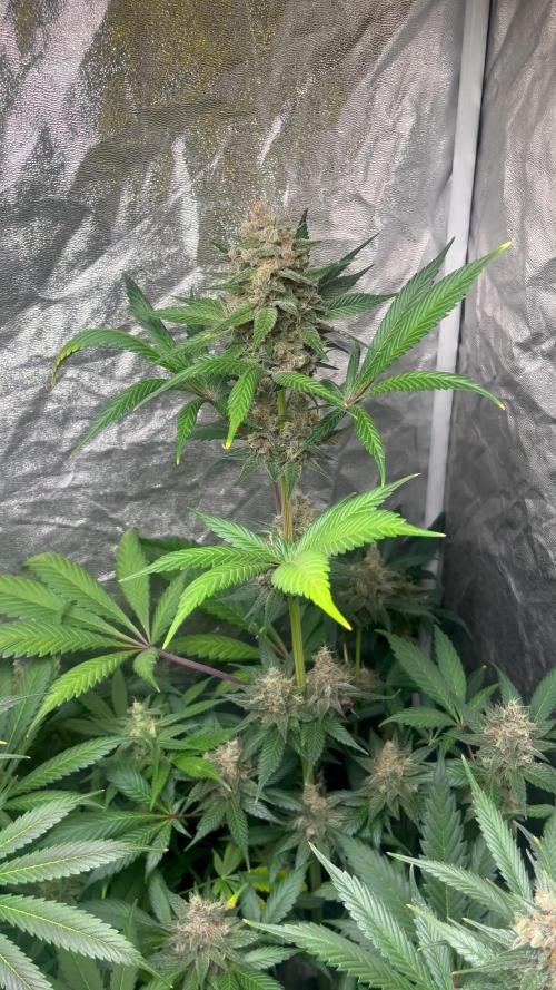 Black muffin F1. Sweetseeds