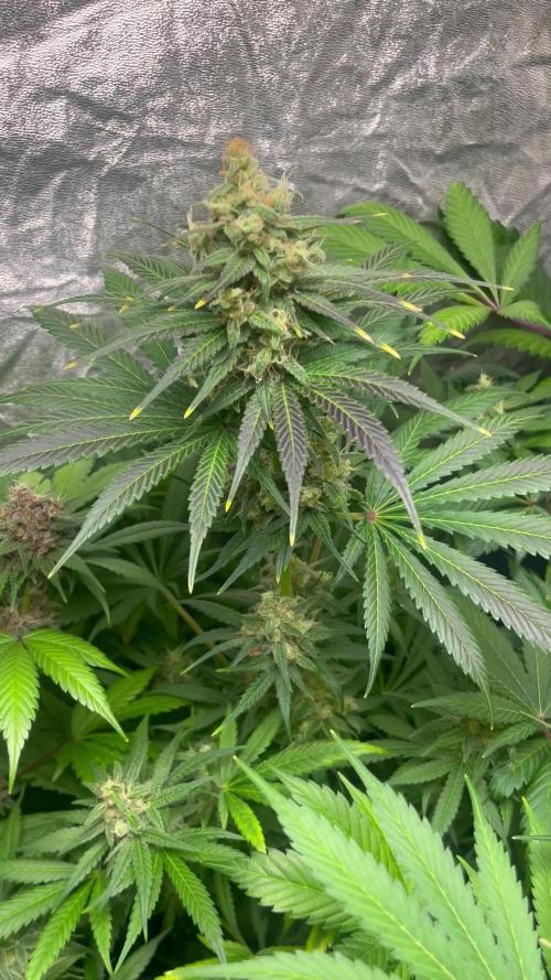 Papaya Zoap F1. Sweetseeds