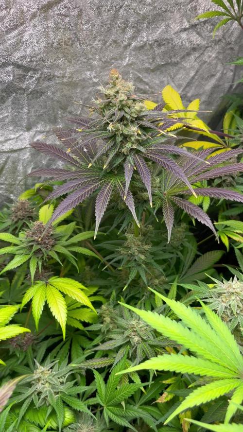 Papaya Zoap F1. Sweetseeds