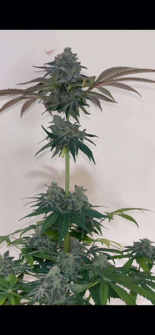 Papaya Zoap F1. Sweetseeds