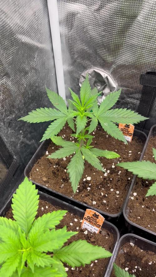 Forbidden Mochi fast. Seedstockers