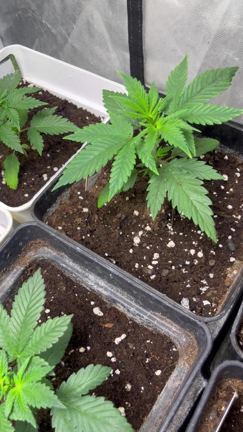 Sagrada Amnesia. Seedstockers