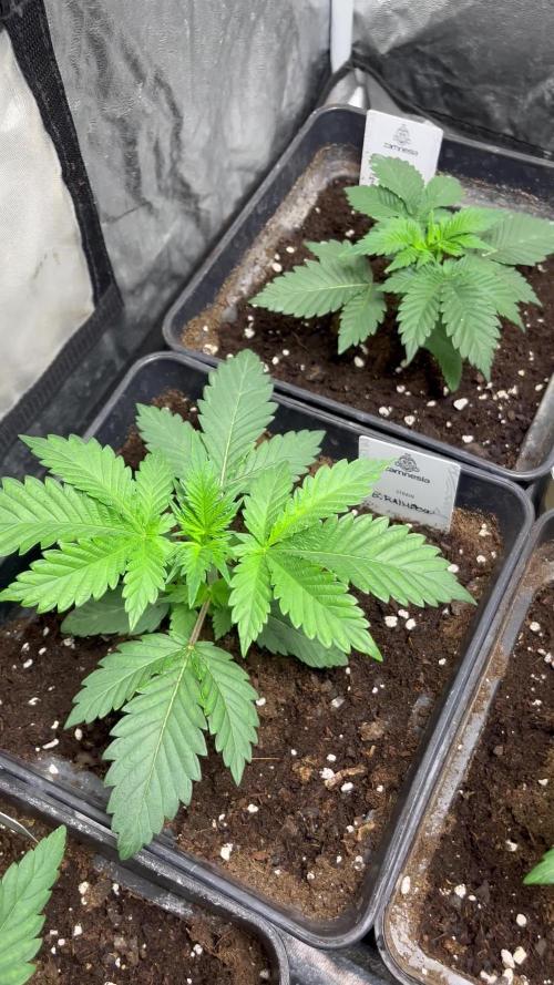 Black Rainbow. Seedstockers