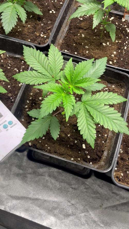 Fruit Cake. Seedstockers