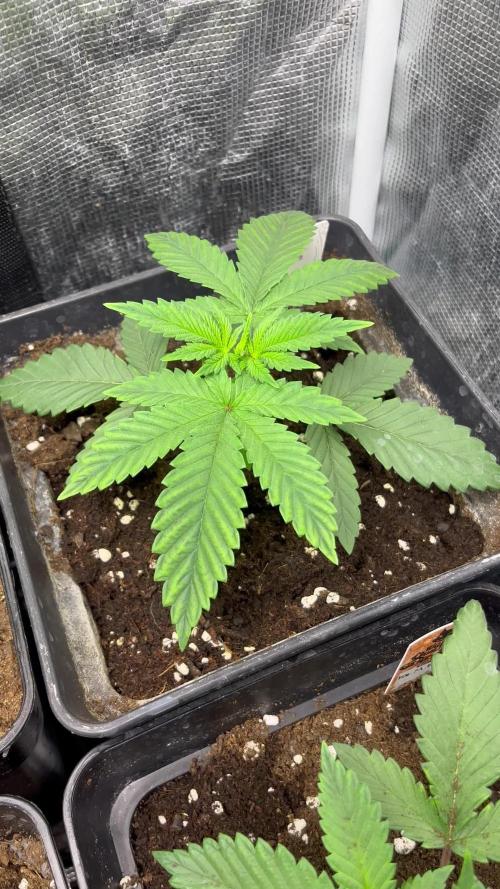 Thunder Banana. Seedstockers