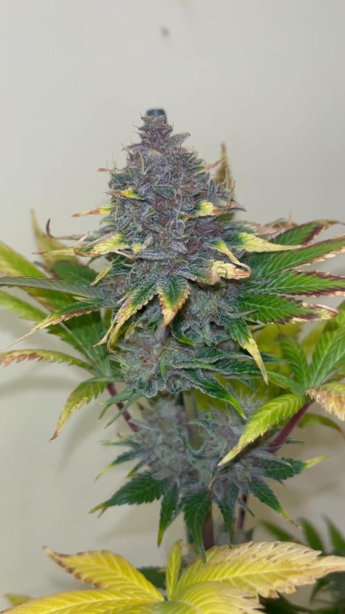 Black muffin F1. Sweetseeds